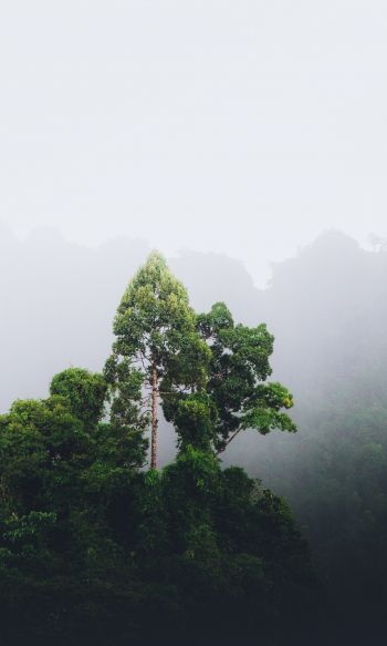 Thailand, forest, fog Wallpaper 1200x2000