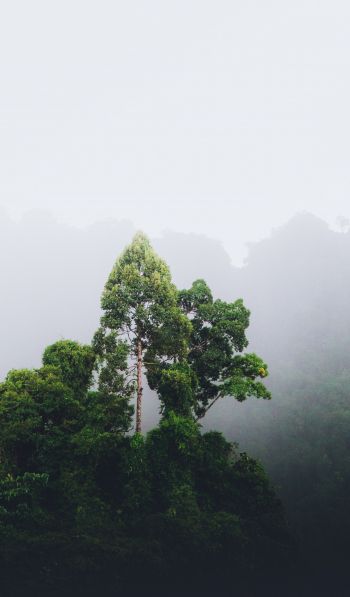 Thailand, forest, fog Wallpaper 600x1024