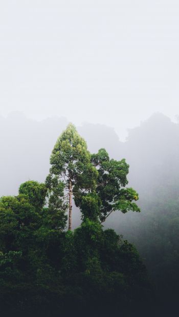 Thailand, forest, fog Wallpaper 640x1136
