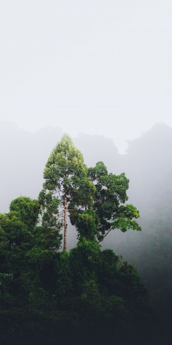 Thailand, forest, fog Wallpaper 720x1440