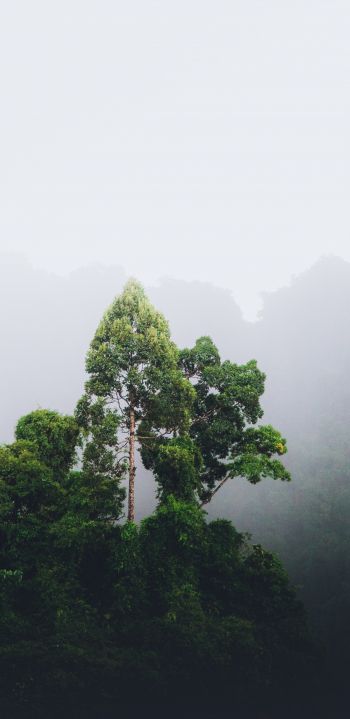 Thailand, forest, fog Wallpaper 1080x2220