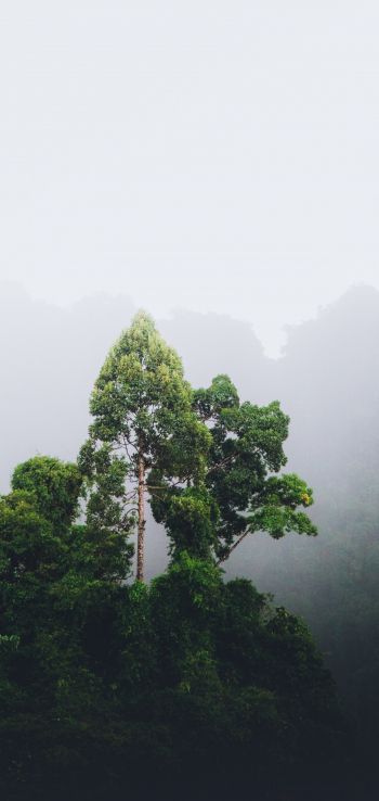 Thailand, forest, fog Wallpaper 720x1520