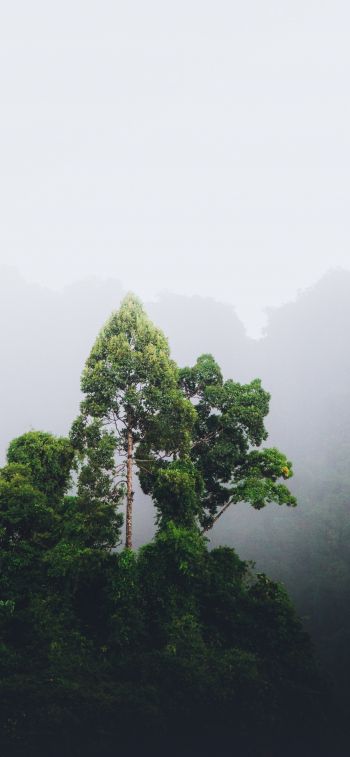 Thailand, forest, fog Wallpaper 1125x2436