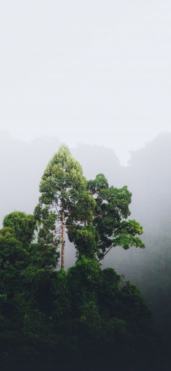Thailand, forest, fog Wallpaper 1080x2340