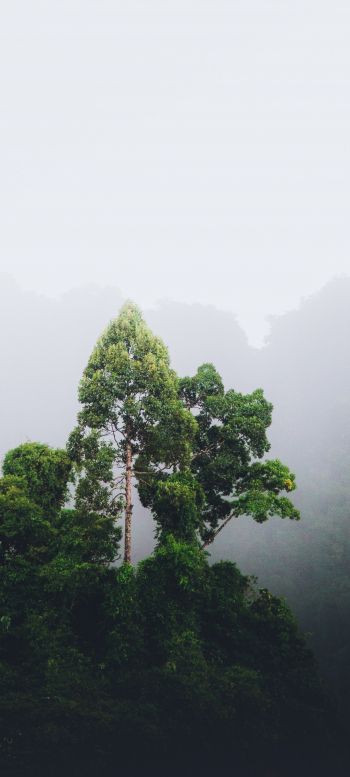 Thailand, forest, fog Wallpaper 1440x3200