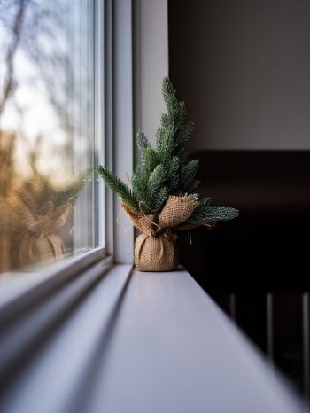 spruce, decor, window sill Wallpaper 1668x2224