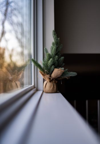 spruce, decor, window sill Wallpaper 1668x2388
