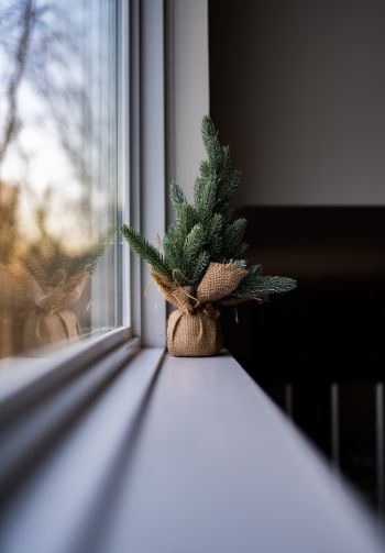 spruce, decor, window sill Wallpaper 1640x2360