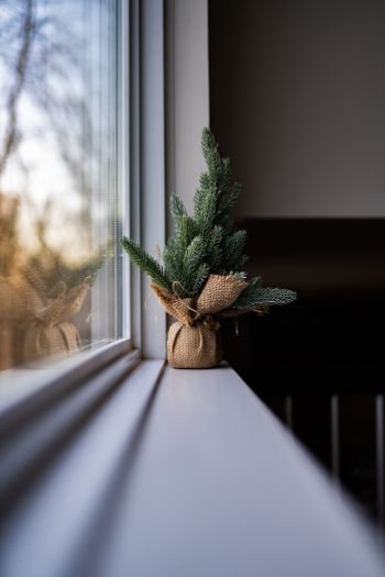 spruce, decor, window sill Wallpaper 640x960