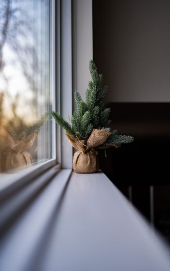 spruce, decor, window sill Wallpaper 1752x2800
