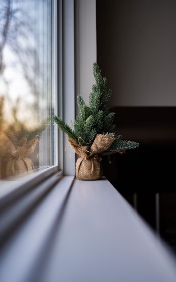 spruce, decor, window sill Wallpaper 800x1280