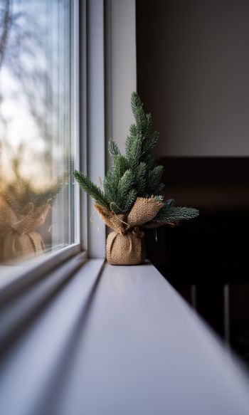 spruce, decor, window sill Wallpaper 1200x2000