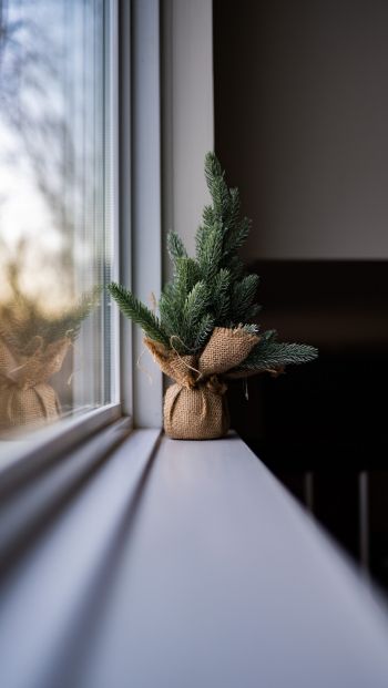 spruce, decor, window sill Wallpaper 640x1136