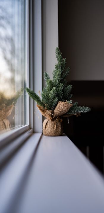 spruce, decor, window sill Wallpaper 1440x2960