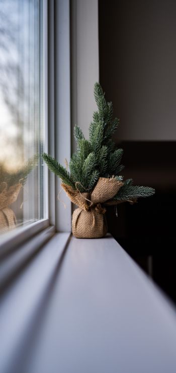 spruce, decor, window sill Wallpaper 1080x2280