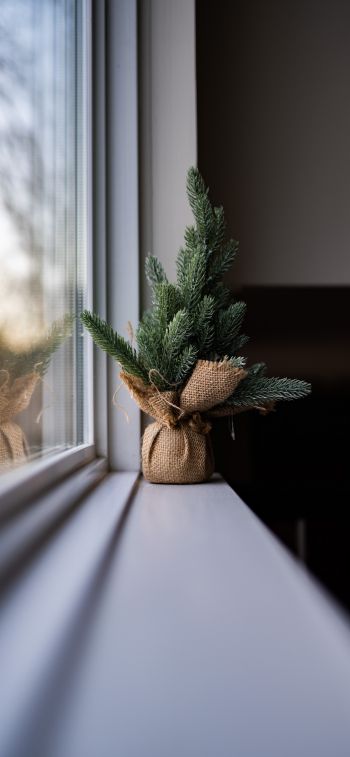 spruce, decor, window sill Wallpaper 1125x2436