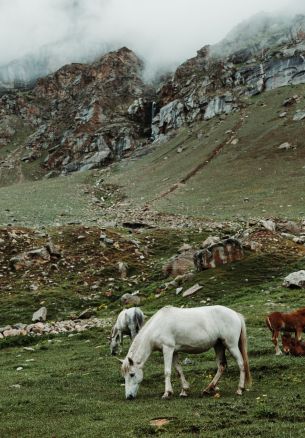 herd, horses, green Wallpaper 1640x2360