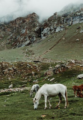 herd, horses, green Wallpaper 1668x2388