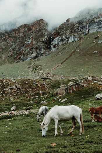 herd, horses, green Wallpaper 640x960