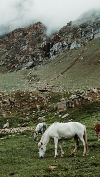 herd, horses, green Wallpaper 640x1136