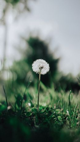 dandelion, plant Wallpaper 640x1136