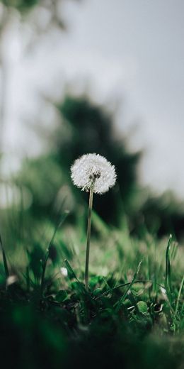 dandelion, plant Wallpaper 720x1440