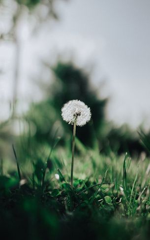 dandelion, plant Wallpaper 1752x2800