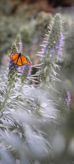 butterfly, plant Wallpaper 1080x2400