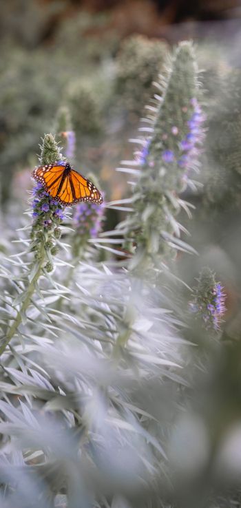 butterfly, plant Wallpaper 1080x2280
