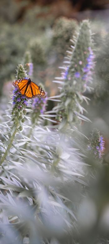 butterfly, plant Wallpaper 1080x2400