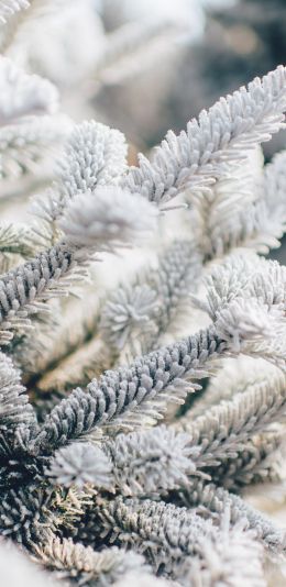 coniferous tree, bumps Wallpaper 1080x2220