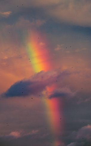 rainbow, clouds, evening Wallpaper 1752x2800