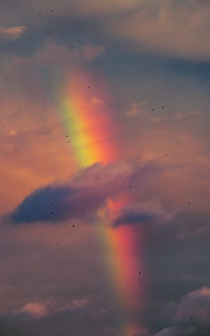 rainbow, clouds, evening Wallpaper 1200x1920