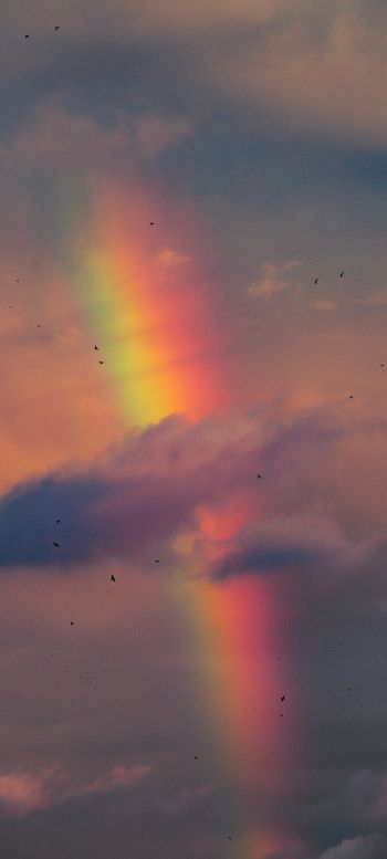 rainbow, clouds, evening Wallpaper 1440x3200