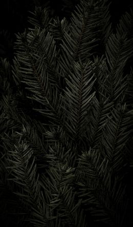 fir, coniferous tree Wallpaper 600x1024