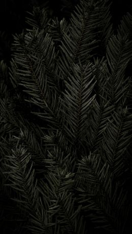 fir, coniferous tree Wallpaper 1440x2560
