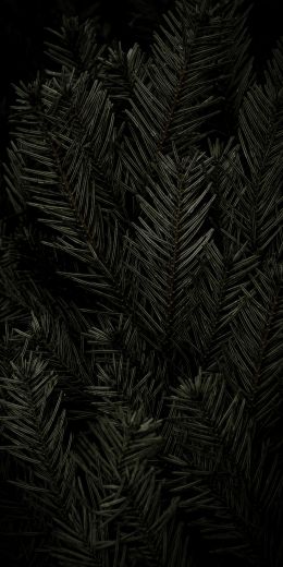 fir, coniferous tree Wallpaper 720x1440