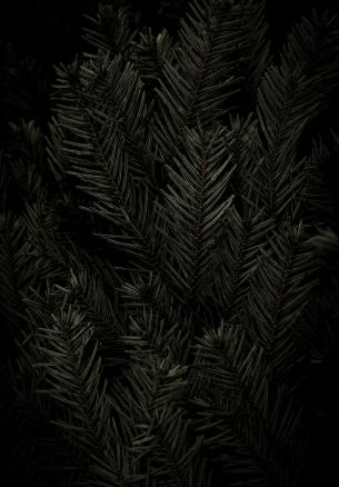 fir, coniferous tree Wallpaper 1640x2360