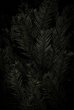 fir, coniferous tree Wallpaper 4480x6720