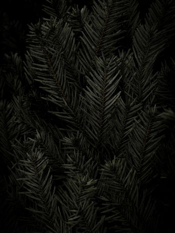 fir, coniferous tree Wallpaper 1620x2160
