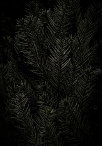 fir, coniferous tree Wallpaper 1668x2388