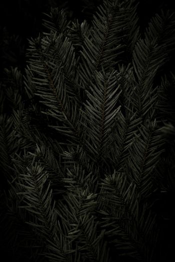 fir, coniferous tree Wallpaper 640x960