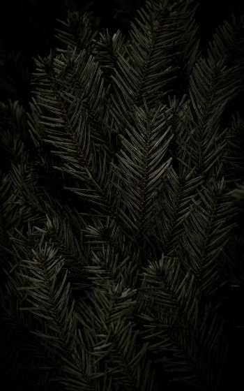fir, coniferous tree Wallpaper 1600x2560