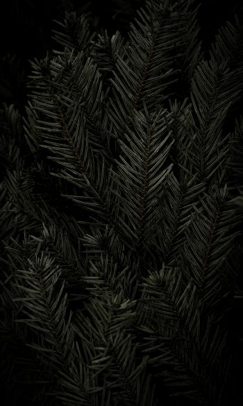 fir, coniferous tree Wallpaper 1200x2000