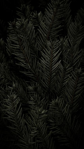 fir, coniferous tree Wallpaper 640x1136