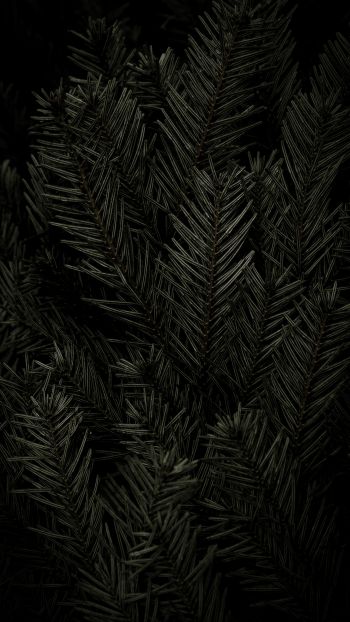 fir, coniferous tree Wallpaper 2160x3840