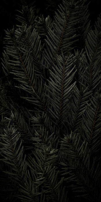 fir, coniferous tree Wallpaper 720x1440