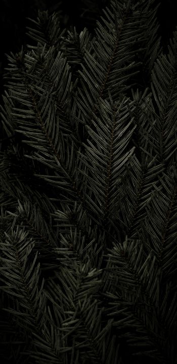 fir, coniferous tree Wallpaper 1080x2220