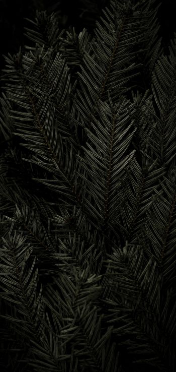 fir, coniferous tree Wallpaper 1440x3040