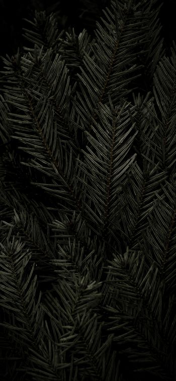 fir, coniferous tree Wallpaper 1242x2688